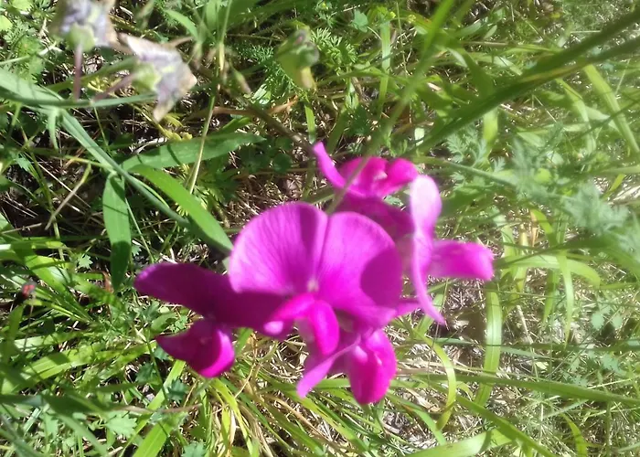 Appartamento Casa Isabel *